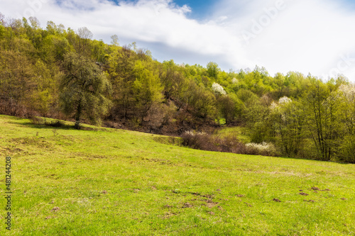 mountainous countryside in spring. rural outskirts on a sunny day. trees on the hills an grass on the meadow