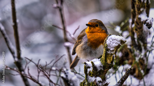 Orange Robin bird in the winter on the tree © Borut