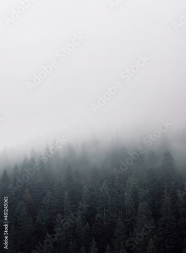 Thick fog in a mountain coniferous forest. Natural landscape.