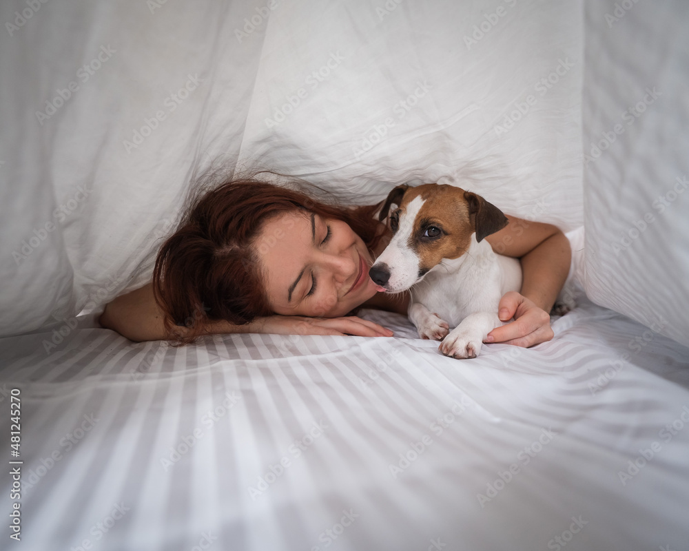 Dog Jack Russell Terrier lies with the owner under a blanket. Dog Jack Russell Terrier lies with the owner under a blanket.