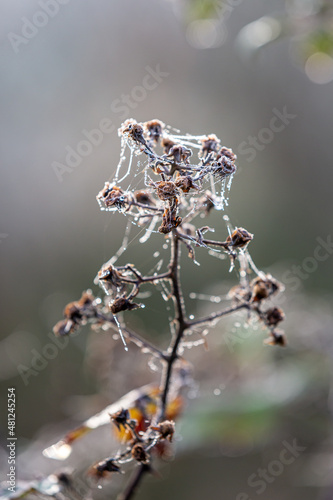 Frosted cobwebs on a dead plant stem in winter