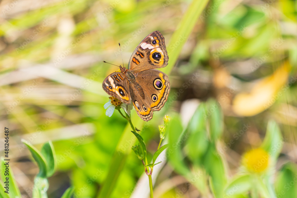 Fototapeta premium butterfly on flower