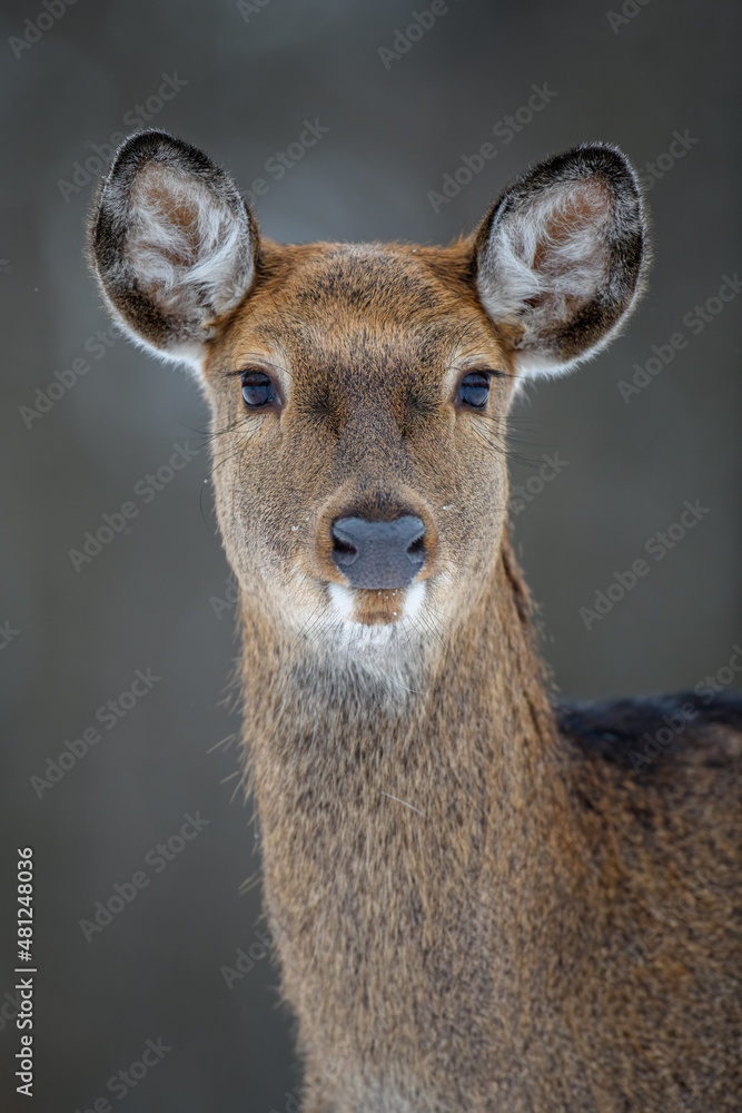 Portrait female deer in the winter forest. Animal in natural habitat