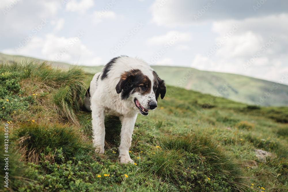 Dog sitting on green grass against the background of the light blue sky. Travel with a pet. Border Collie on a Mountain