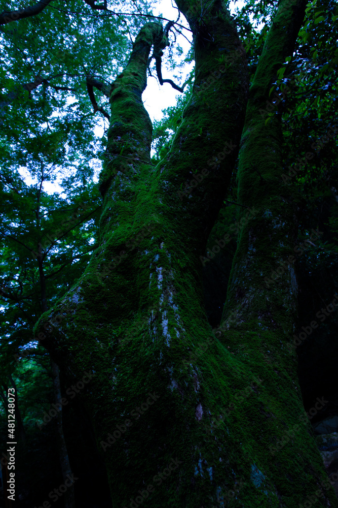 Fototapeta premium Deep Forest
