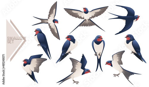 Set of cute swallow flying and sitting on white background cartoon bird animal design