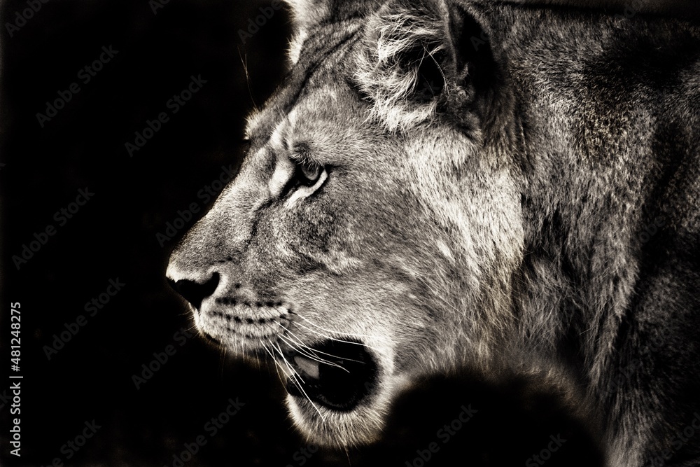 Naklejka premium Lioness 