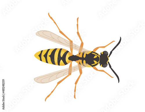 Dangerous wasp insect cartoon animal design vector illustration on white background