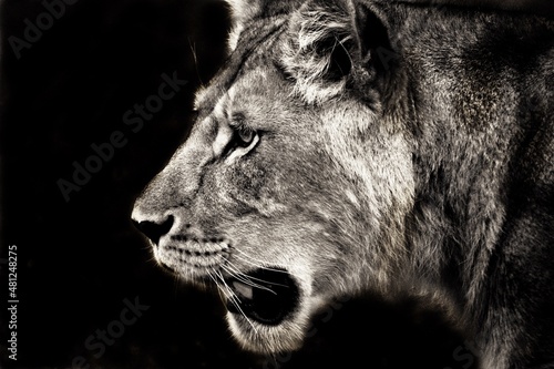 Lioness 