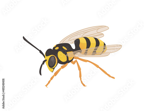 Dangerous wasp insect cartoon animal design vector illustration on white background