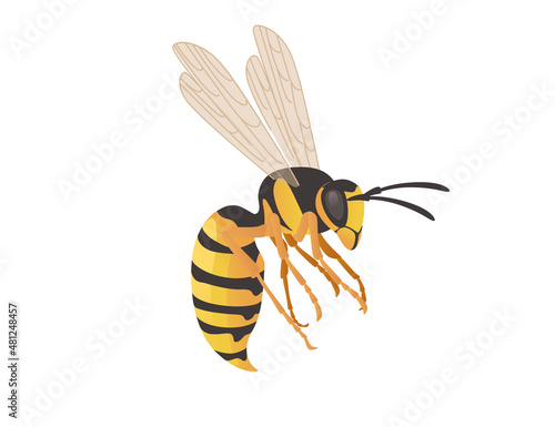 Dangerous wasp insect cartoon animal design vector illustration on white background