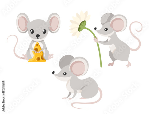 Cute little gray mouse sit on floor and hold cheese. Cartoon animal character design. Flat vector illustration isolated on white background.