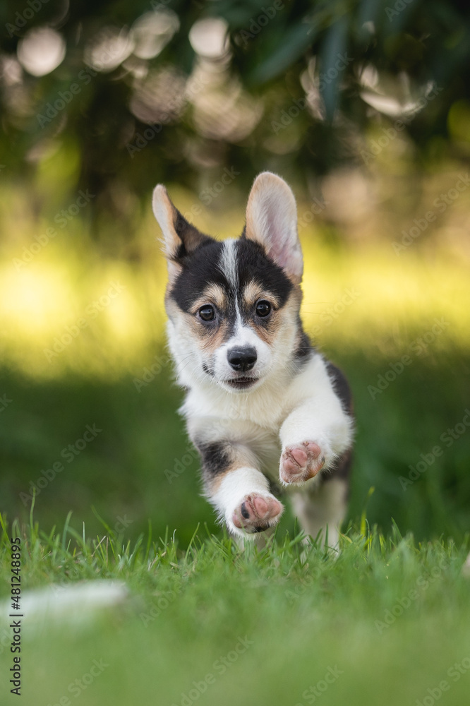 Welsh corgi pembroke puppy dog runs and plays on a bright sunny summer day. Crazy action dog Welsh corgi pembroke puppy dog runs and plays on a bright sunny summer day. Crazy action dog