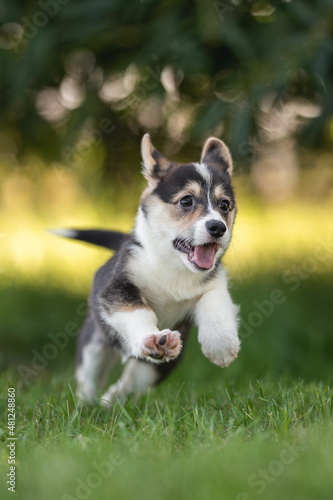 Welsh corgi pembroke puppy dog runs and plays on a bright sunny summer day. Crazy action dog © honey_paws