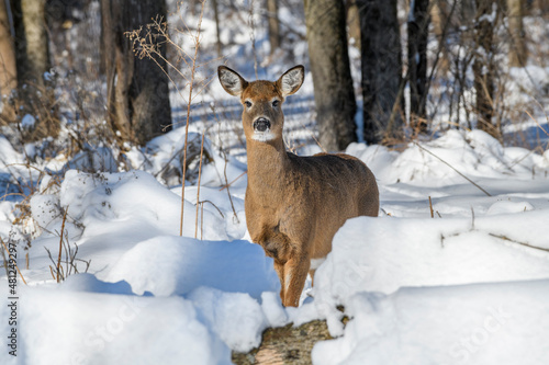 Young doe in the snow