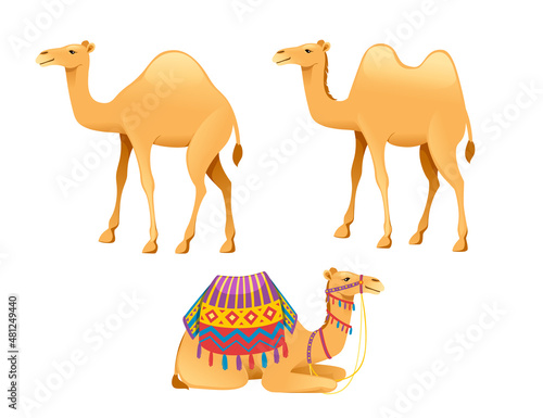Set of cute one hump camel with bridle and saddle cartoon animal design flat vector illustration isolated on white background