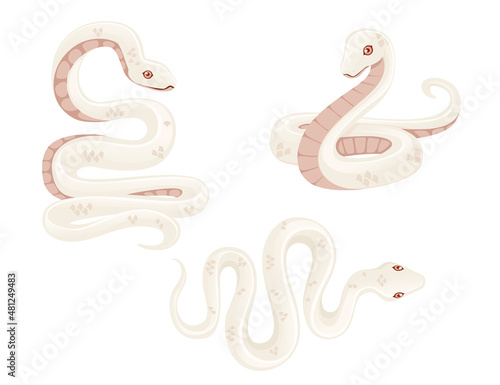 Set of white albino snake cartoon animal design flat vector illustration isolated on white background