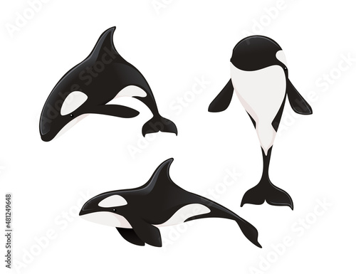 Set of Killer whale(Orcinus orca) cartoon animal design ocean mammal orca flat vector illustration isolated on white background