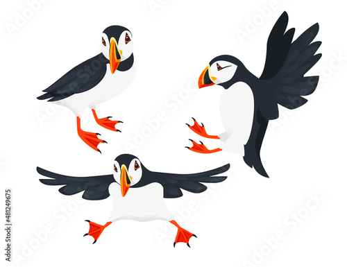 Set of Atlantic puffin bird cartoon animal design flat vector illustration isolated on white background