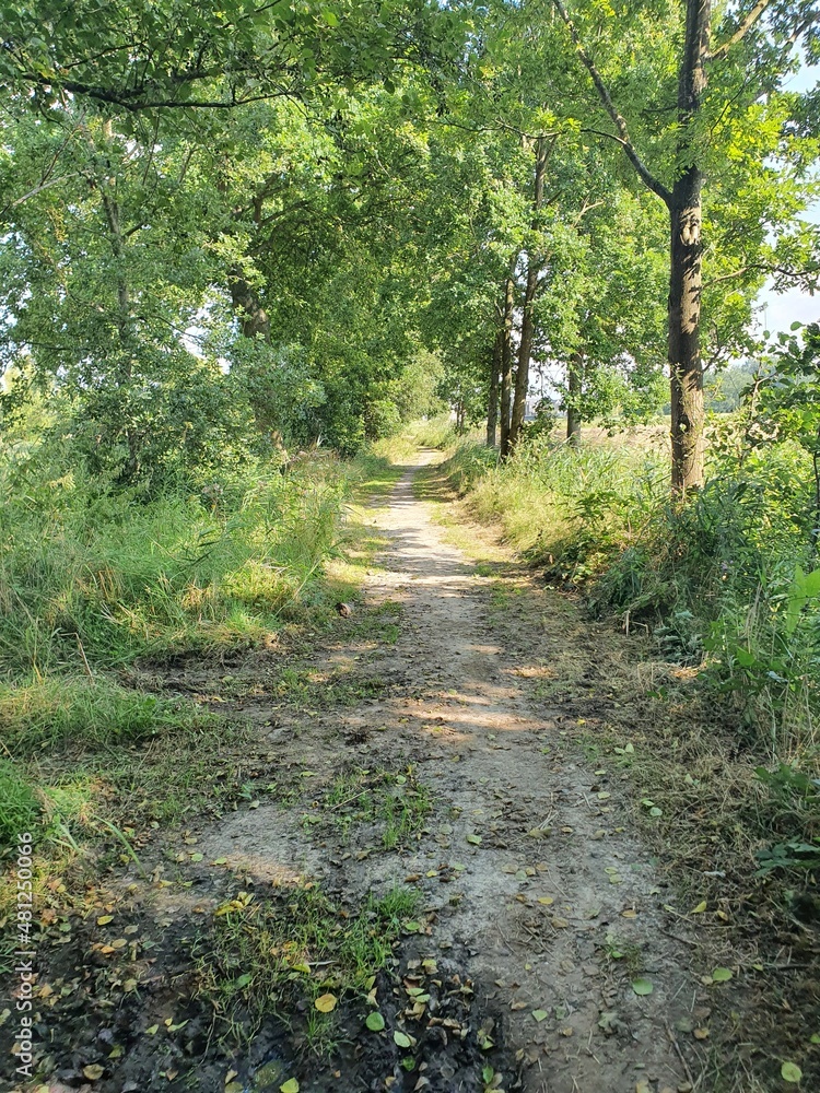 Fototapeta premium path in the woods