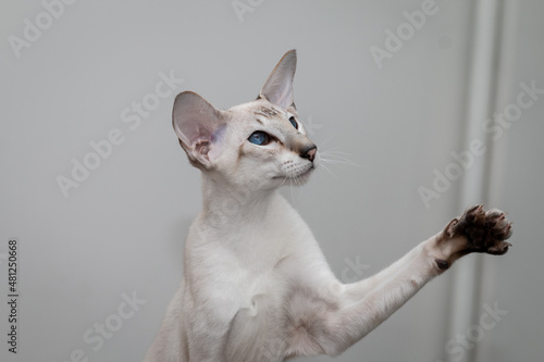 Foto Curious and funny oriental cat with blue eyes and a raised paw