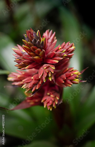 Abstract flower in the foreground in the background green foliage