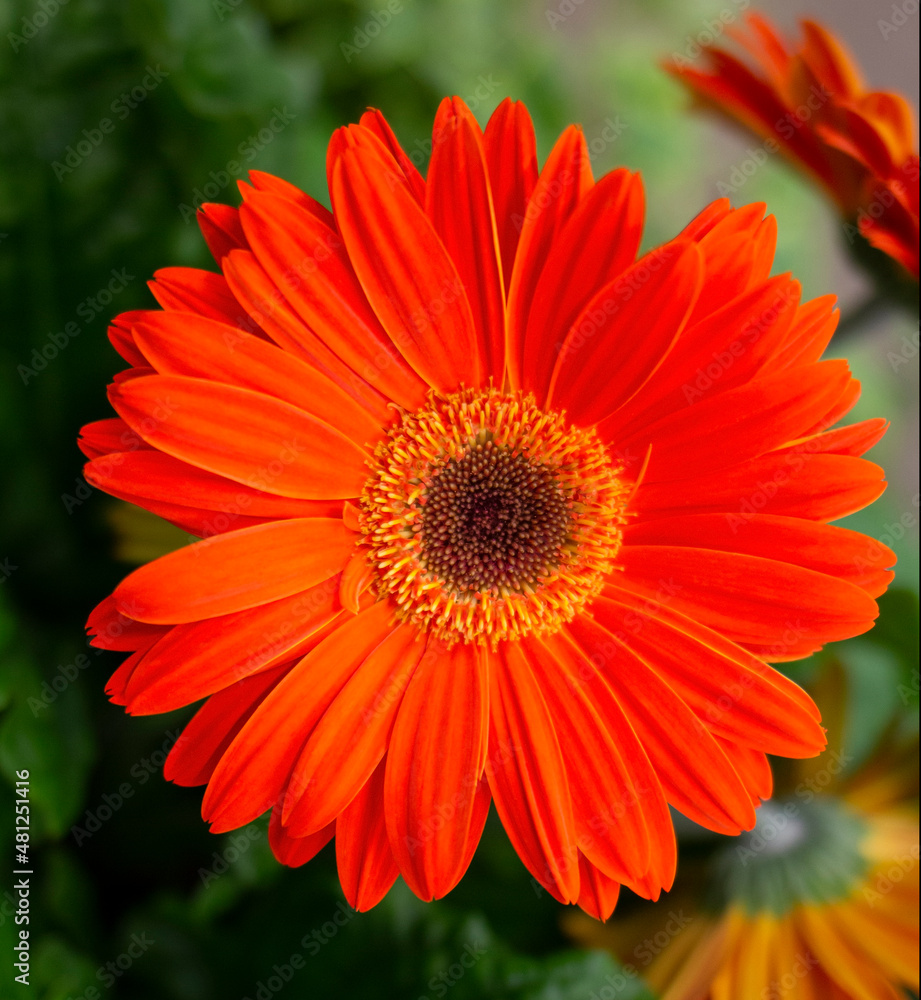 beautiful red gerbera in the foreground and green petals in the background
