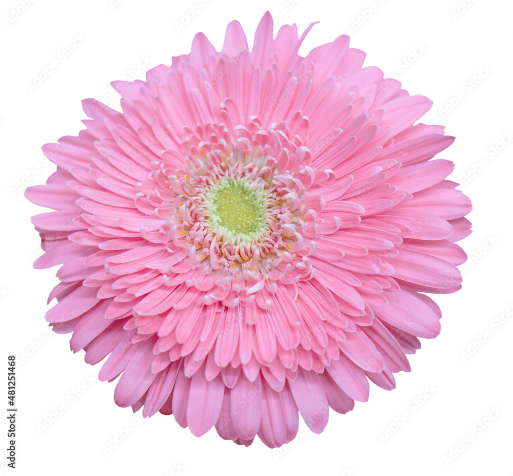 pink gerbera on a white isolated background