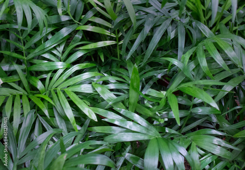 background of beautiful green leaves. Natural green background. tropical leaves