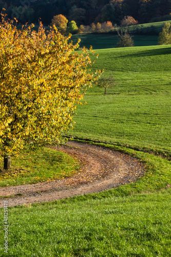 Dirt road around a colorful tree surrounded by green grass in a field near the Palatiante forest in Germany on a sunny fall day. photo