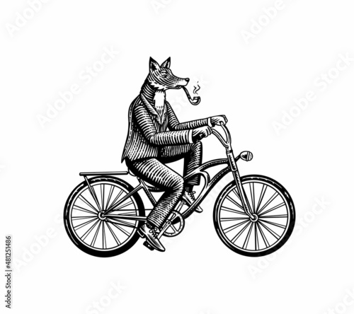 A fox with a pipe in a suit rides a bicycle and pedals. Fashion animal character. Hand drawn woodcut outline sketch. Vector engraved illustration for logo and tattoo or T-shirts.