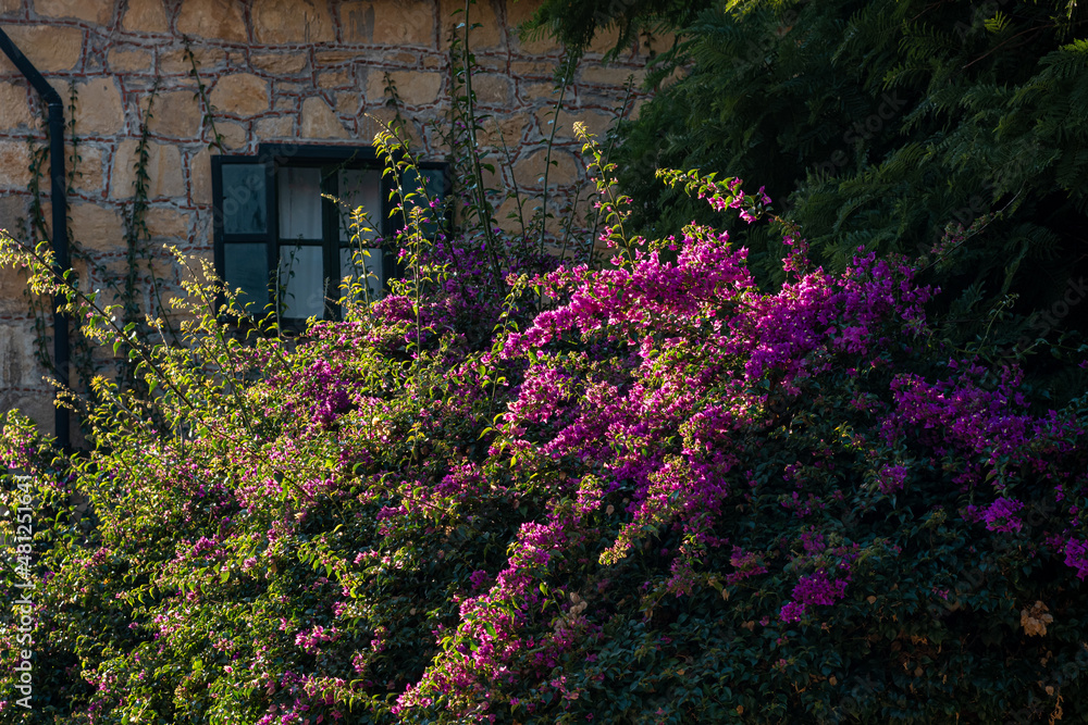 blooming bougainvillea on the background of the wall of the old house