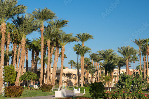 Large palm trees on the hotel alley on a warm sunny day. Rest by the sea. Egypt.