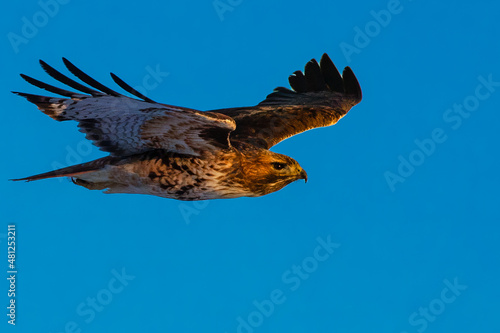 Red Tailed Hawk (Buteo jamaicensis) soaring in late afternoon warm light.  Photographed in Lassen County, California USA.    photo