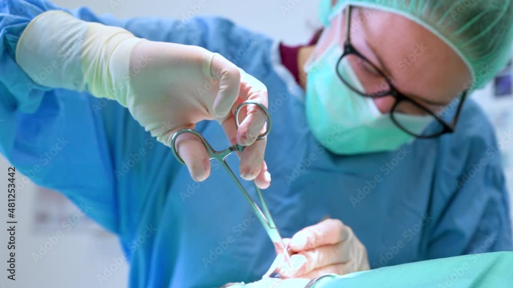 Female Veterinary surgeon operating in the operating room of a veterinary clinic. Vet doing surgery in the clinic. Medicine, pet, animals, health care and people concept. High quality 4k footage Female Veterinary surgeon operating in the operating room of a veterinary clinic. Vet doing surgery in the clinic. Medicine, pet, animals, health care and people concept. High quality 4k footage