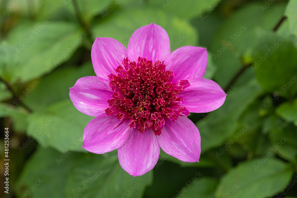 Close up of a blue bayou dahlia in bloom Close up of a blue bayou dahlia in bloom