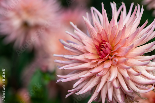 Close up of a pink dahlia in bloom