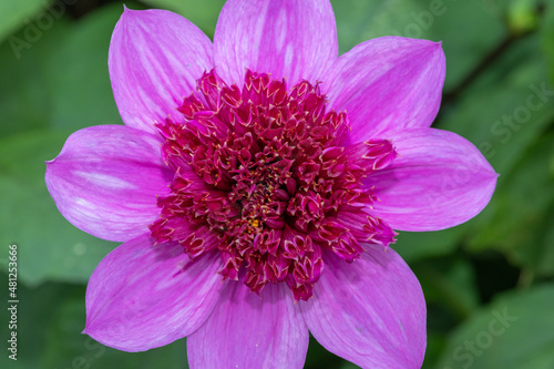 Close up of a blue bayou dahlia in bloom