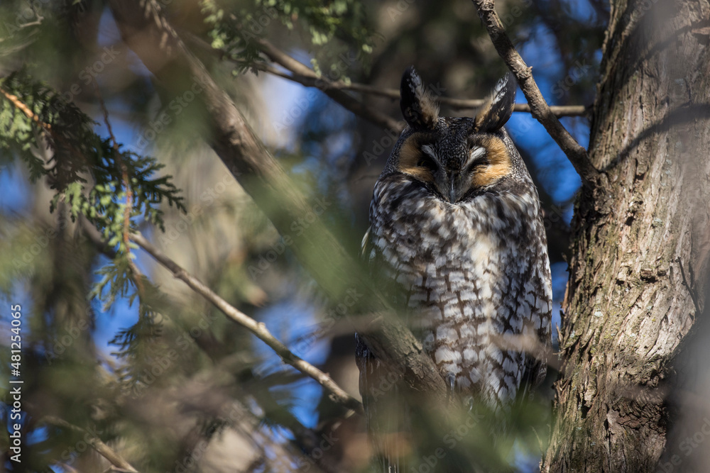 Obraz premium long-eared owl (Asio otus) in winter