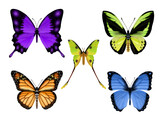 Set of beautiful colorful butterflies
