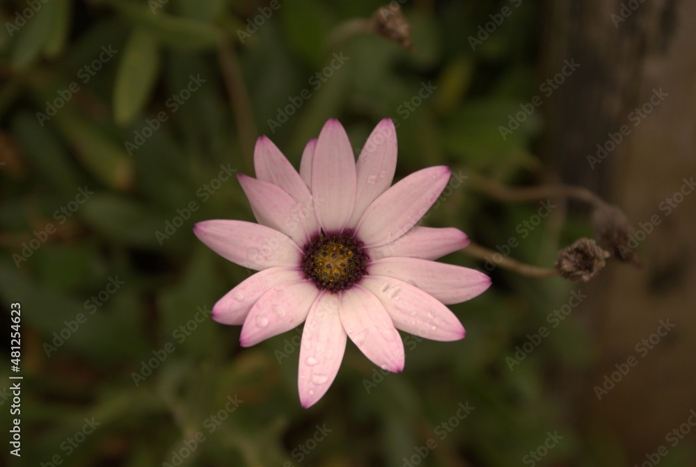 Obraz premium pink and white flower