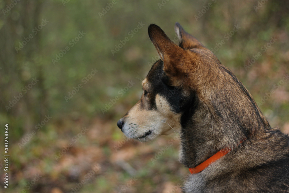 Fototapeta premium Portrait of a muzzle of a brown-beige dog with sad eyes on a blurred background of nature