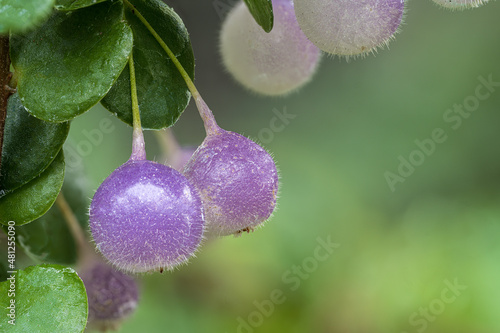 Neotropical Blueberry Fruits from Sphyrospermum buxifolium photo