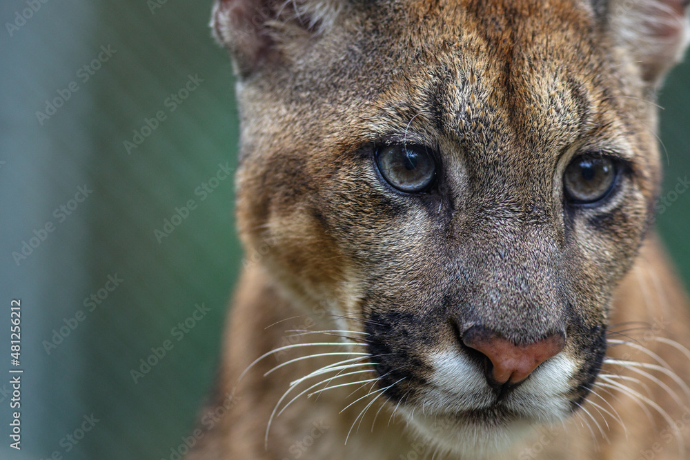 Obraz premium Portrait of a cougar in captivity