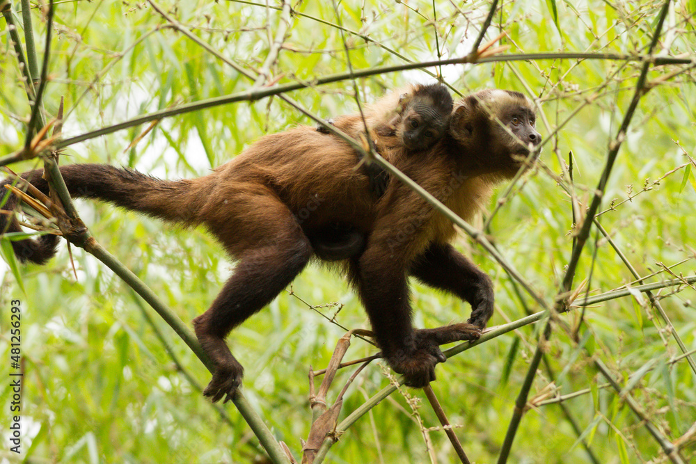 Naklejka premium A little friar monkey with its baby in the Amazon jungle