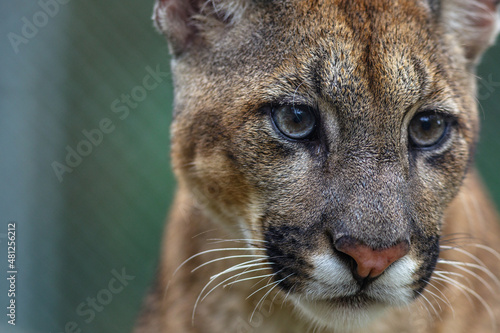 Portrait of a cougar in captivity