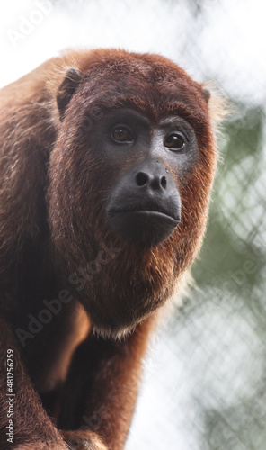 Portrait of a howler monkey