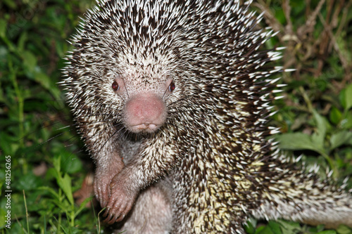 Portrait of a brazil porcupine photo