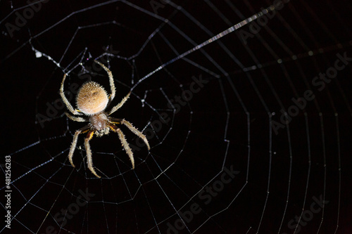 Image of a spider hanging on its web