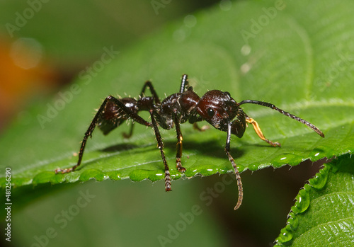 Bullet ant of the amazon jungle © christian vinces